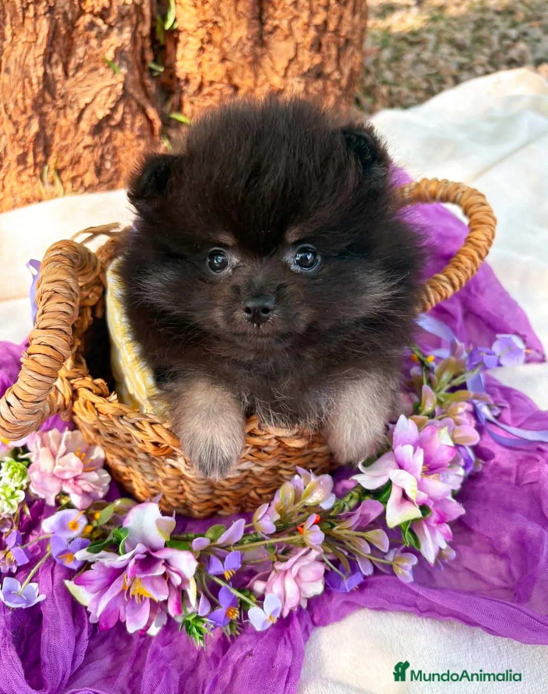 Pomerania perros en venta: Pomerania  - Anuncio 2
