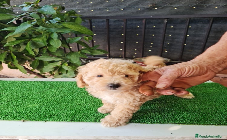 Maltipoo perros - Propaganda 1