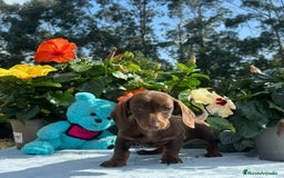 Teckel Miniatura perros en venta: Teckel mini hembra chocolate  - Imagen 2