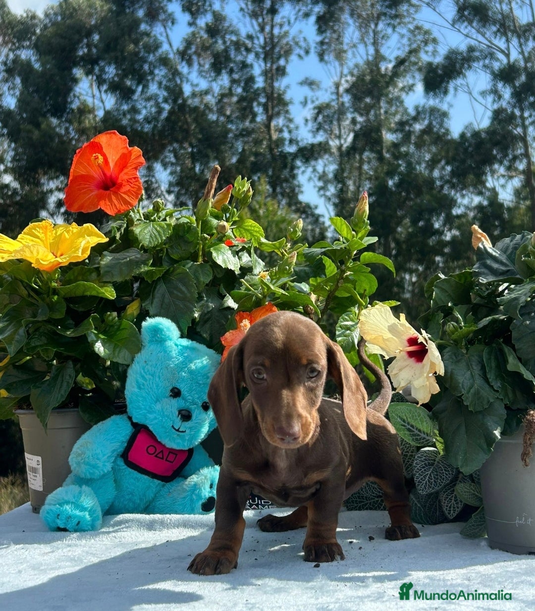 Teckel Miniatura perros en venta: Teckel mini hembra chocolate  - Imagen 2