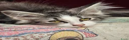 Bosque de Noruega gatos en venta: Bosques de Noruega  - Anuncio 14