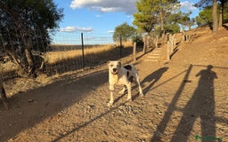 Raza Mixta perros en venta: Mastín español cruce con Alabai  - Imagen 2
