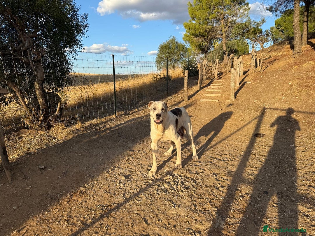 Raza Mixta perros en venta: Mastín español cruce con Alabai  - Imagen 2