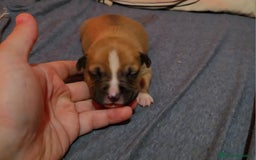 American Staffordshire-Terrier perros en venta: American Staffordshire Terrier  - Imagen 7