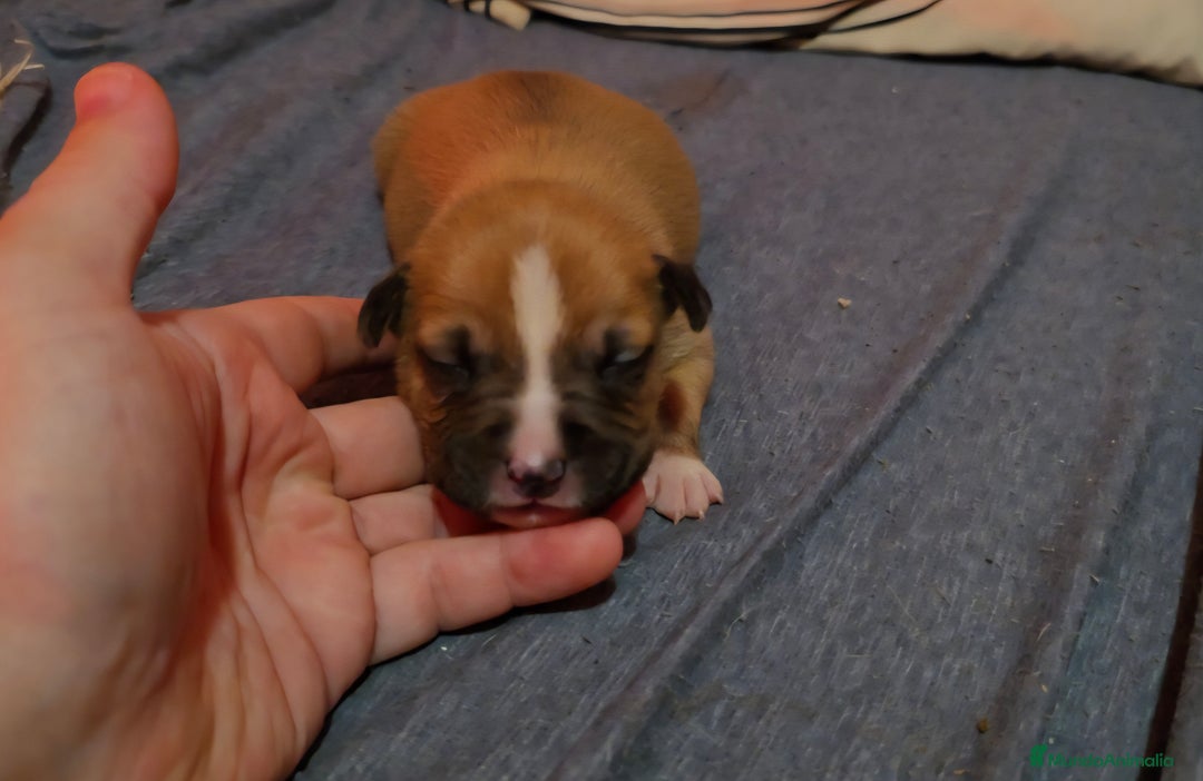 American Staffordshire-Terrier perros en venta: American Staffordshire Terrier  - Imagen 7