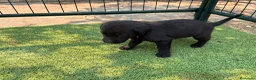 Labrador Retriever perros en venta: LABRADOR - Anuncio 5
