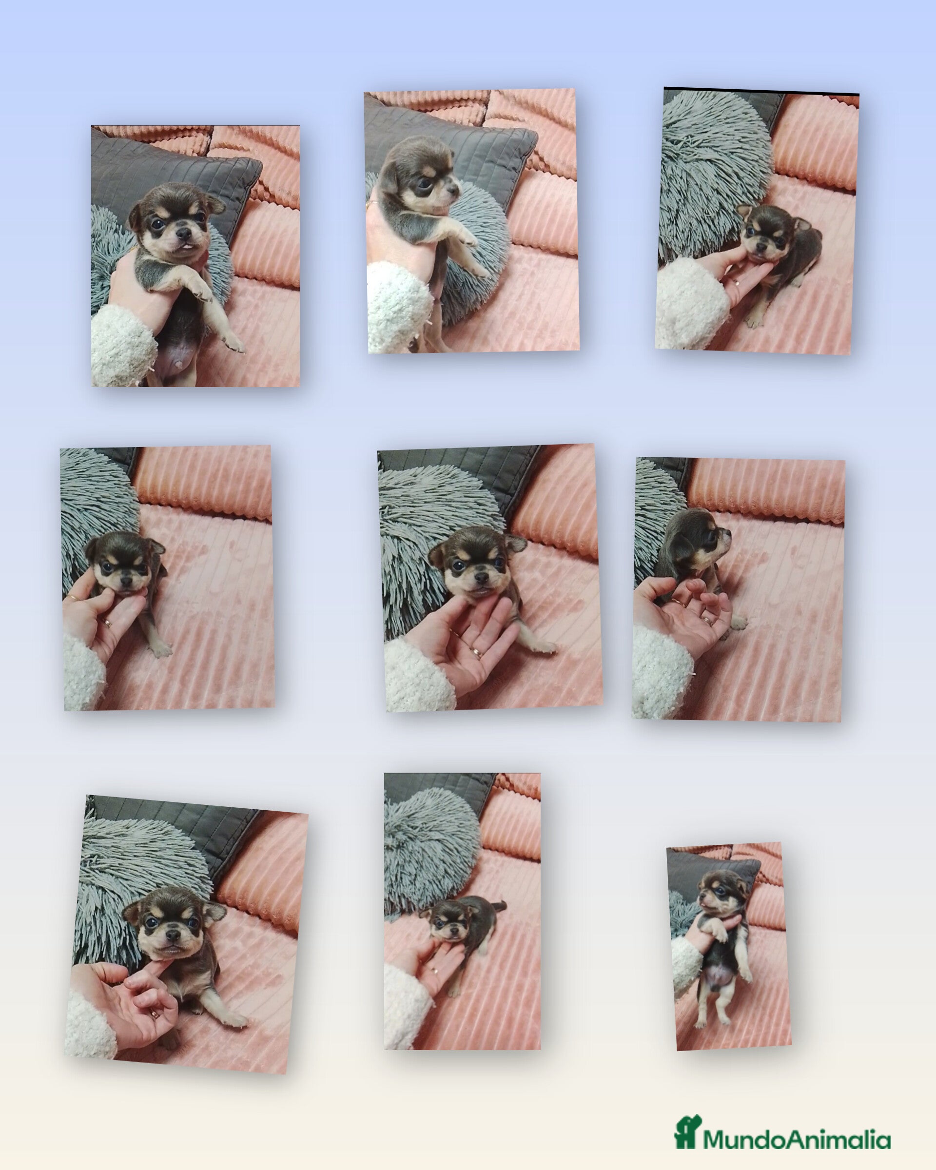 Chihuahua perros Chihuahuas cabeza de manzana - Anuncio 1