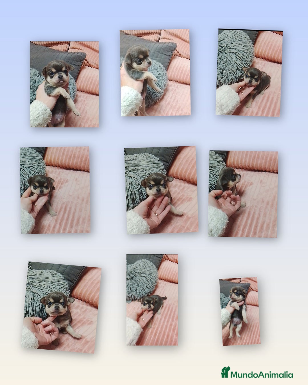 Chihuahua perros en venta: Chihuahuas cabeza de manzana - Anuncio 1