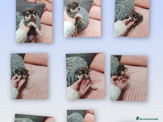 Chihuahua perros Chihuahuas cabeza de manzana - Anuncio 5