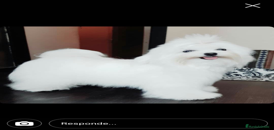 Imagen de galería {{count}}