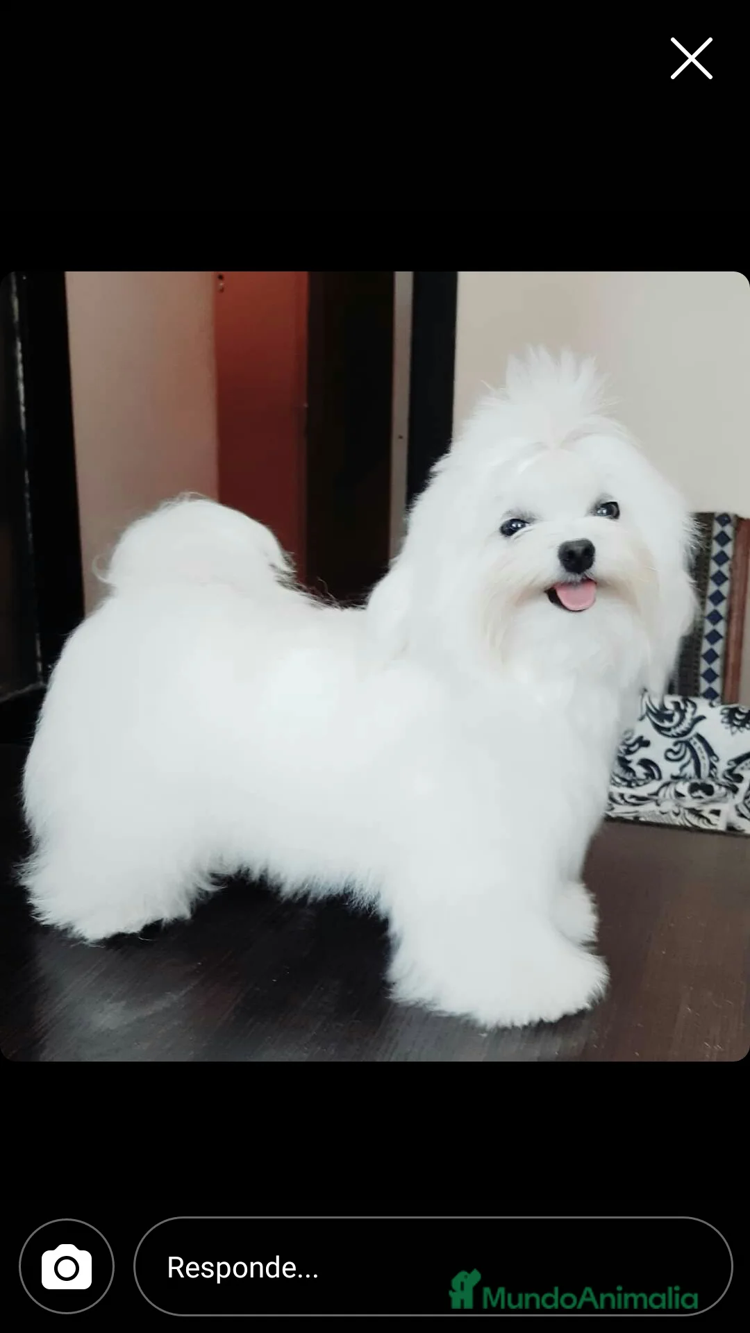 Imagen de galería {{count}}