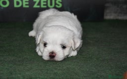 Bichón Maltés perros en venta: Bichon maltés  - Imagen 3