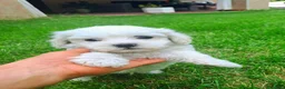 Bichón Maltés perros en venta: Bichoncitos Únicos - Anuncio 8