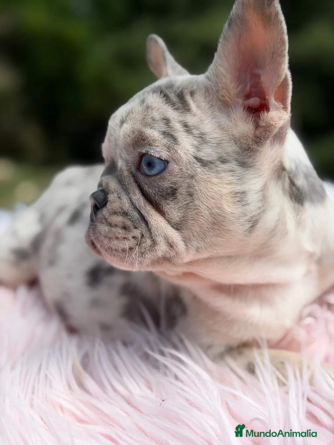 Bulldog Francés perros en venta: Bulldog Merle ojos azules  - Anuncio 1