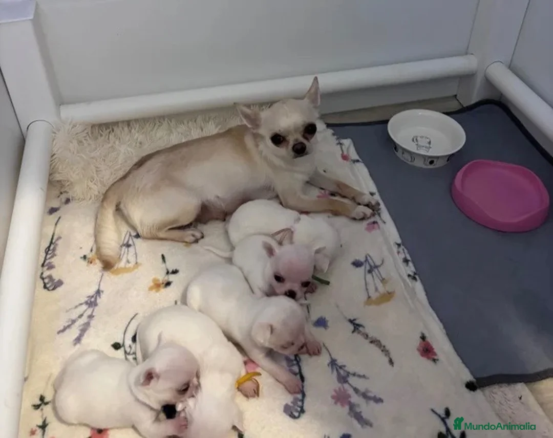 Chihuahua perros en venta: 🐶🤍 ESPECTACULARES CHIHUAHUA ✨  en Alicante - Anuncio 5