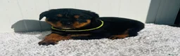 Rottweiler perros en venta:  Rottweiler  en Sevilla - Anuncio 11