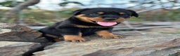Rottweiler perros en venta: ROTTWEILER cachorros - Anuncio 18