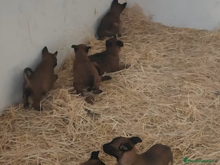 Pastor Belga Malinois perros Malinois - Anuncio 27