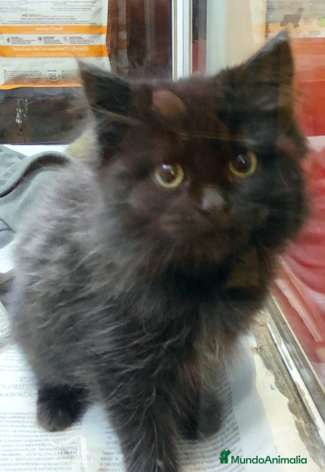 Persa gatos en venta: Últimas hembras de persa europeo - Anuncio 2