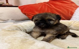 Maltipoo perros en venta: Maltipoo  - Imagen 2
