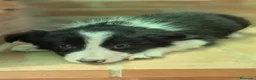 Border Collie perros en venta: Border collie negro y blanco - Anuncio 3