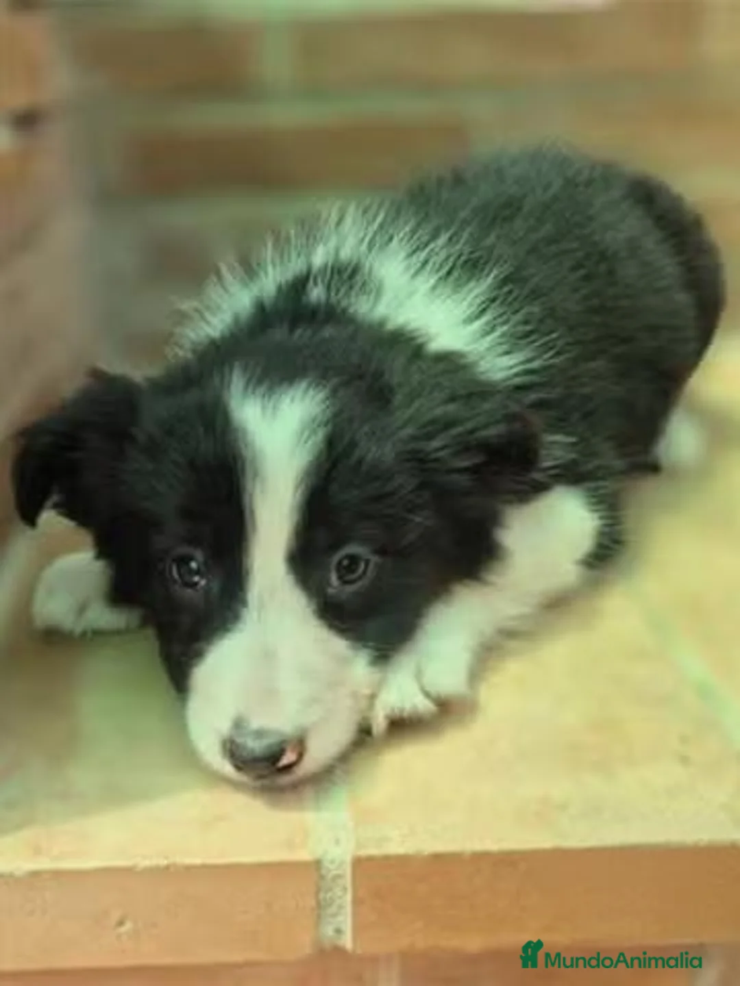 Border Collie perros en venta: Border collie negro y blanco - Anuncio 3