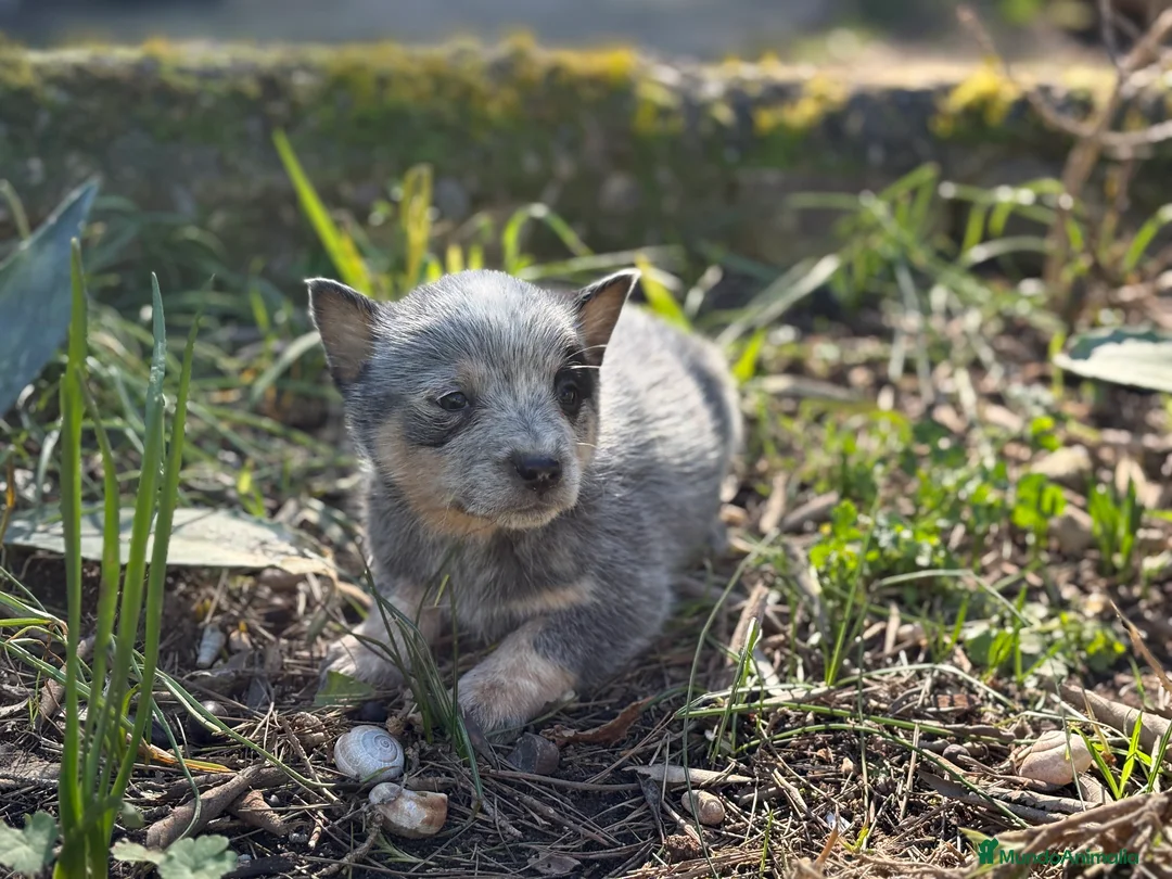 Boyero de Australia perros en venta: 🐾🐾🐾  Australian Cattle Dog 🐾🐾🐾 - Anuncio 2