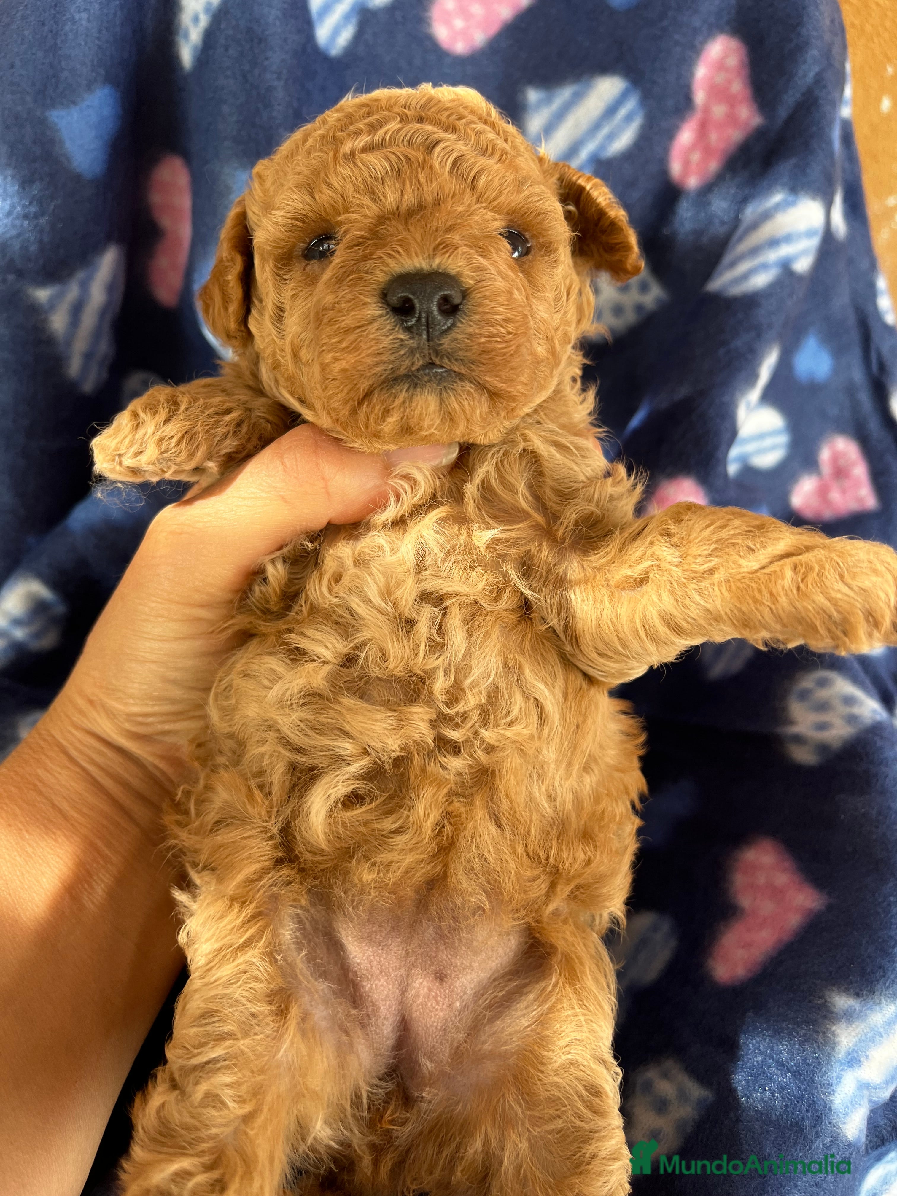 Caniche Toy perros Caniches mini toy tacita de té  - Anuncio 21