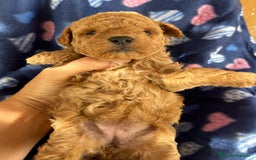 Caniche Toy perros en venta: Caniches mini toy tacita de té  - Imagen 1