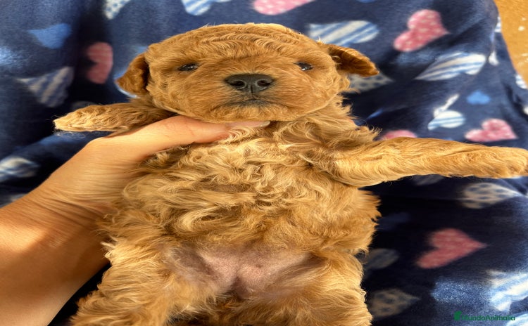 Caniche Toy perros - Anuncio 1