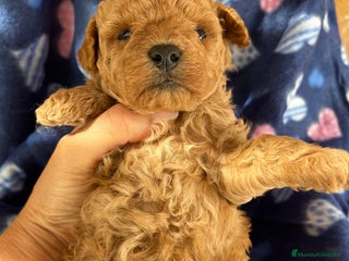 Caniche Toy perros - Anuncio 3