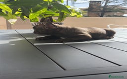 Bulldog Francés perros en venta: Atigrada bulldog Francés 🔝 - Imagen 9