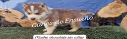 Husky Siberiano perros en venta: Husky siberianos - Anuncio 3