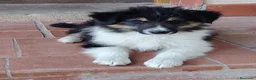 Collie de Pelo Largo perros en venta: Cachorros collie pelo largo/ rough collie - Anuncio 4