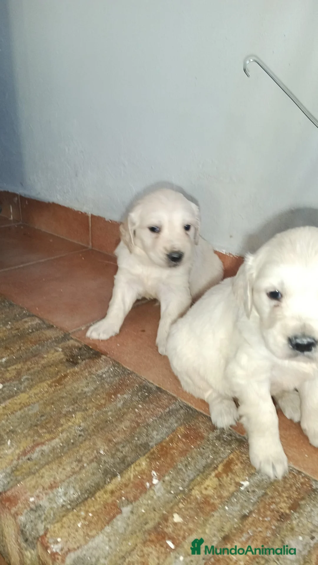 Golden Retriever perros en venta: Preciosos golden retriever listos para entregar en Málaga - Anuncio 5
