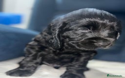 Cocker Spaniel Americano perros en venta: Cocker spanish negro macho  - Imagen 2