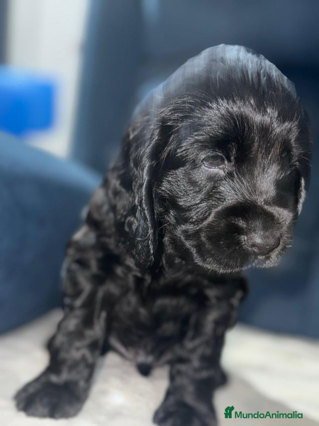 Cocker Spaniel Americano perros en venta: Cocker spanish negro macho  - Imagen 2