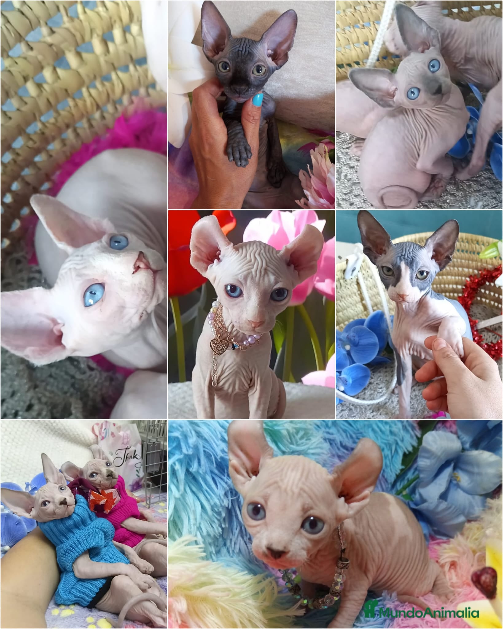 Sphynx gatos SPHYNX  - Anuncio 1