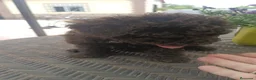 Perro de Agua Español perros en venta: Preciosa camada de perros de agua chocolate🐾🐶 en Sevilla - Anuncio 8