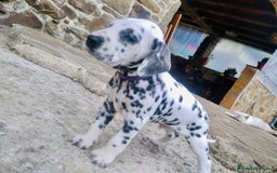 Dálmata perros en venta: Dalmata macho  - Imagen 1