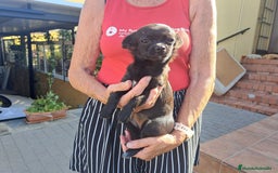 Chihuahua perros en venta: Chihuahua hembra  - Imagen 4