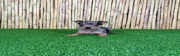 Pinscher Miniatura perros en venta: PINSCHER MINIATURA - Anuncio 3