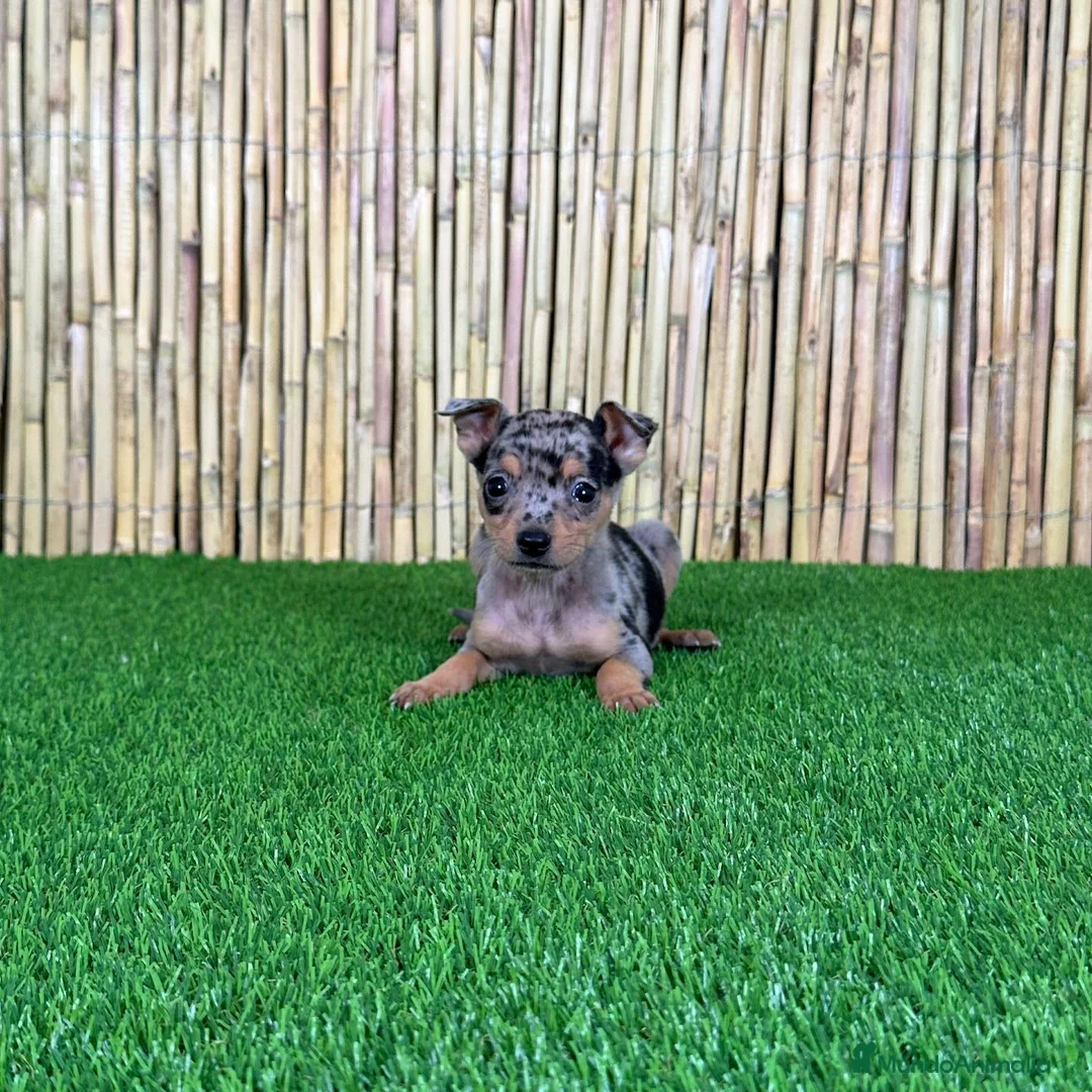 Pinscher Miniatura perros en venta: PINSCHER MINIATURA - Anuncio 3
