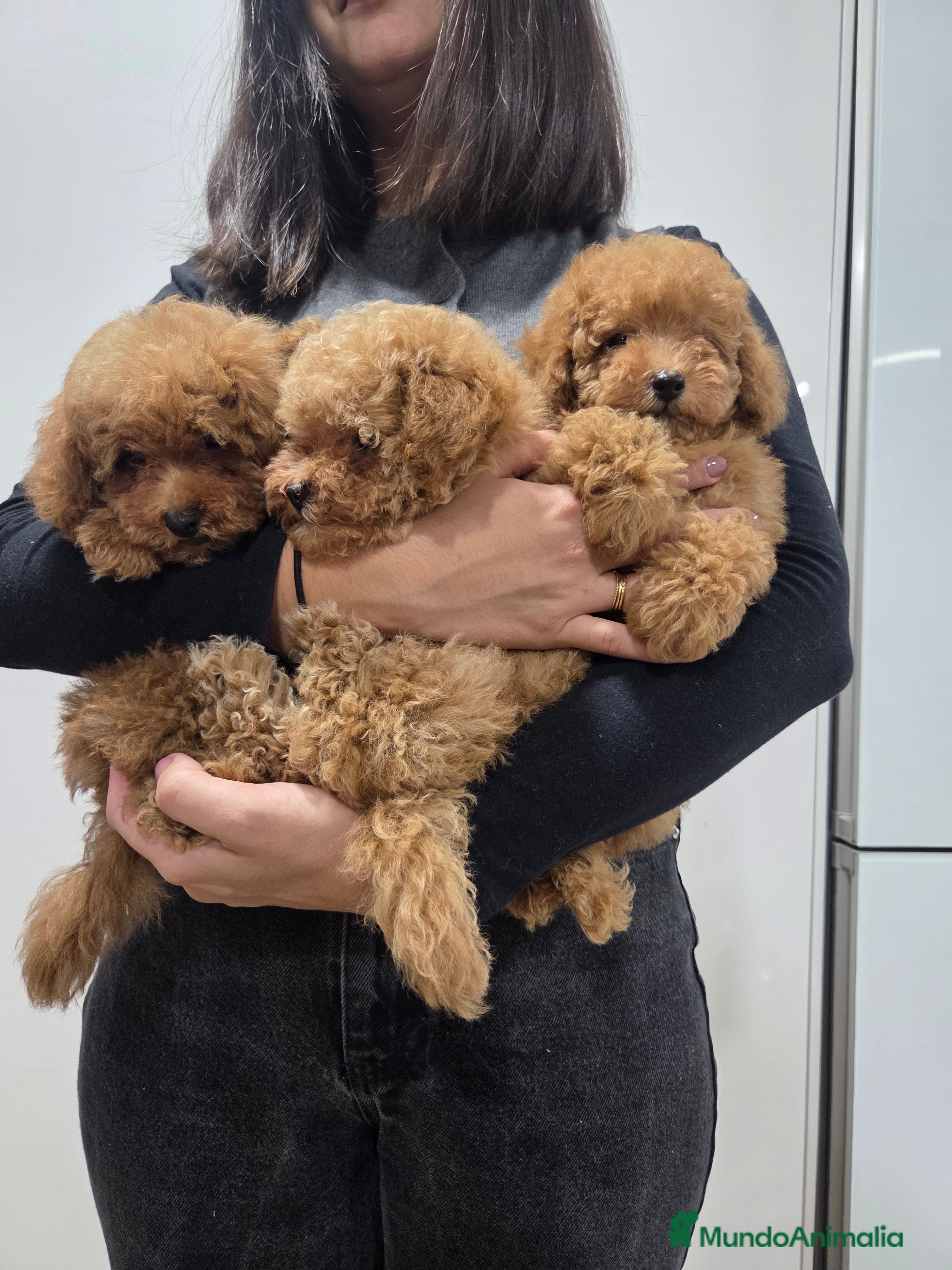 Caniche Toy perros Última cachorra disponible  - Anuncio 2