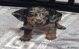 Teckel perros en venta: Teckel kaninchen Arlequínes y colores bellisimos - Imagen 6