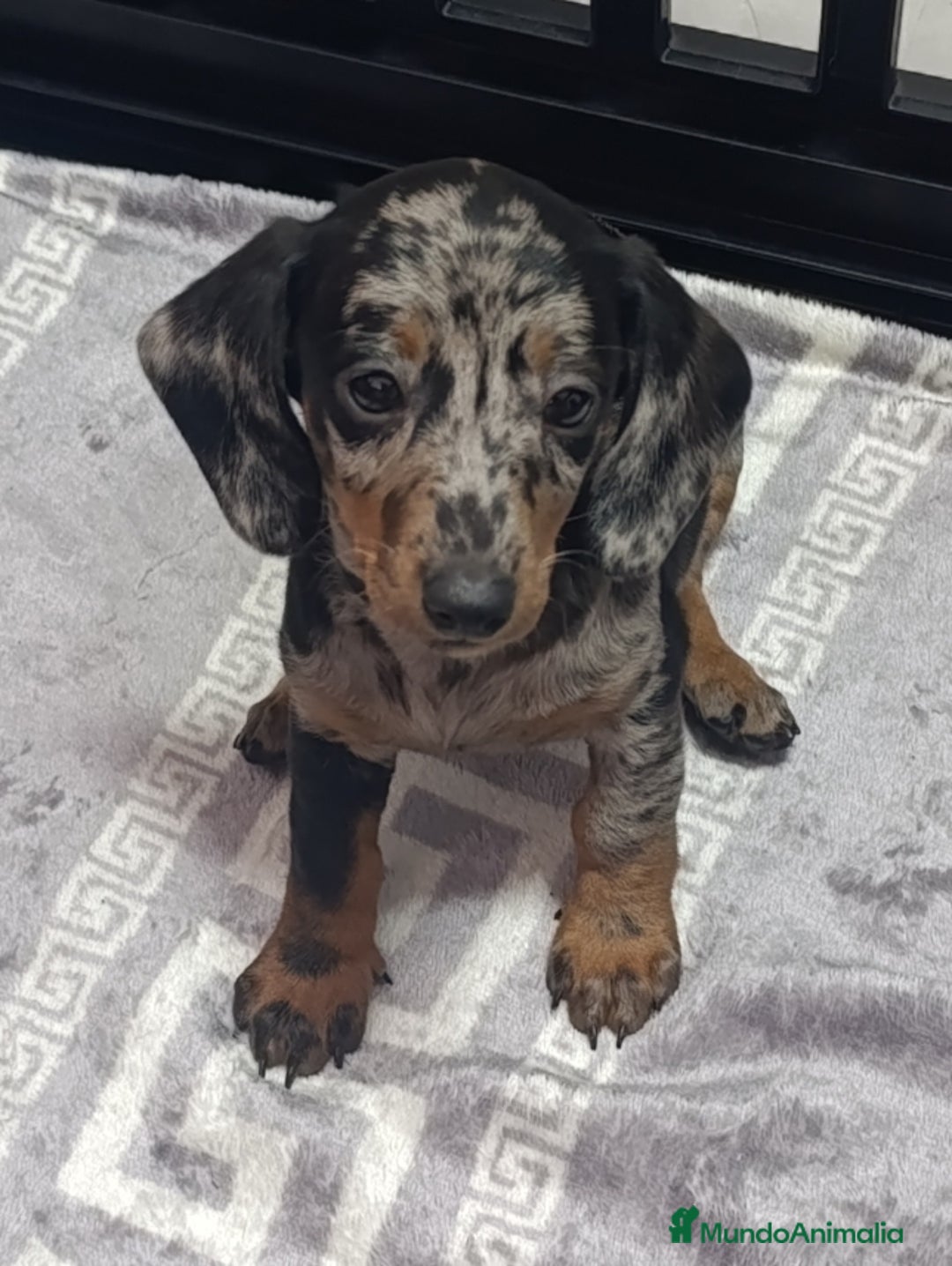 Teckel perros en venta: Teckel kaninchen Arlequínes y colores bellisimos - Imagen 6