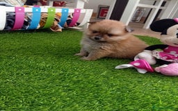Pomerania perros en venta: PRECIOSA POMERANIA MINI TOY - Imagen 3