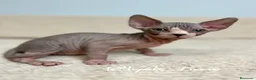 Sphynx gatos en venta: Sphynx - Anuncio 15