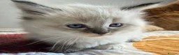 Neva Masquerade gatos en venta: Neva Masquerade - Anuncio 3