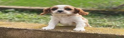 Cavalier King Charles Spaniel perros en venta: Cavalier bicolor  en Barcelona - Anuncio 8